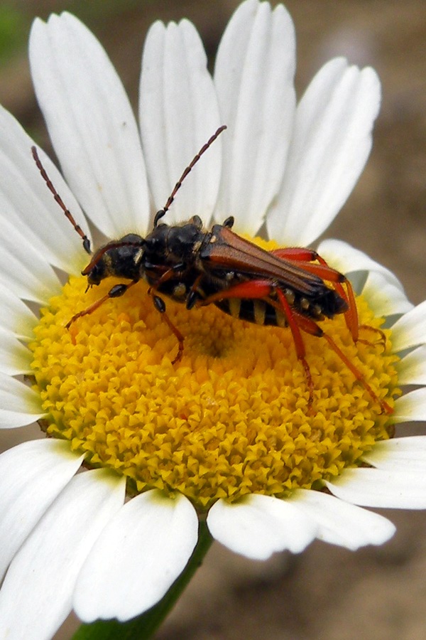 Stenopterus rufus reggiano